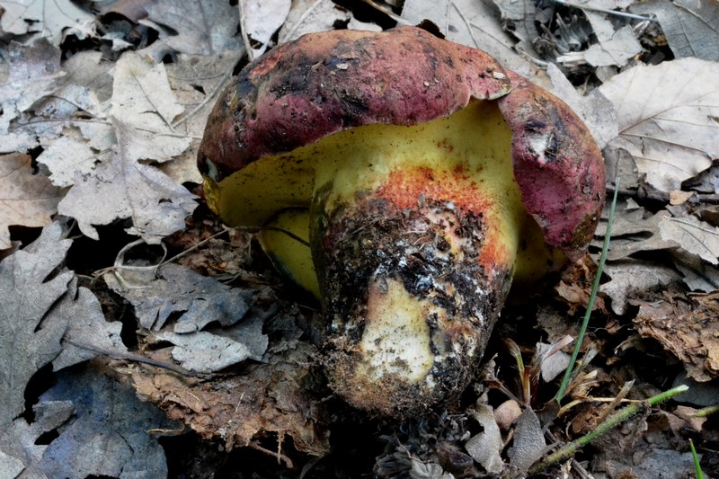 in cerreta con i soci dei Monti Sibillini